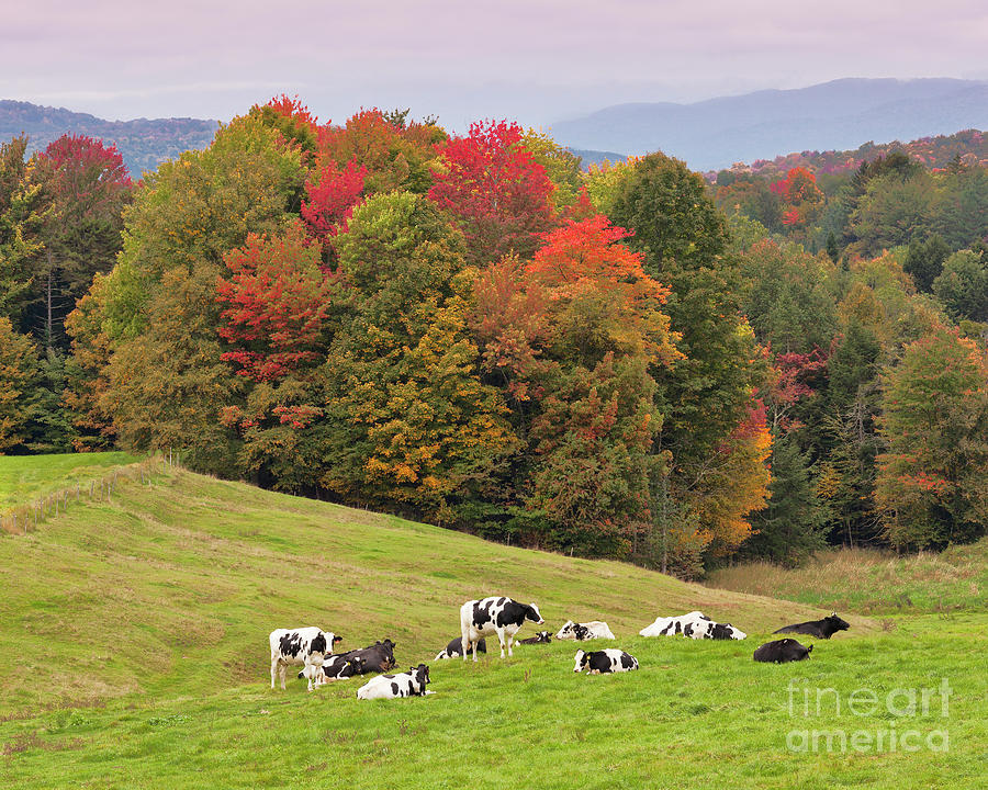 Autumn Pasture Photograph by Alan L Graham