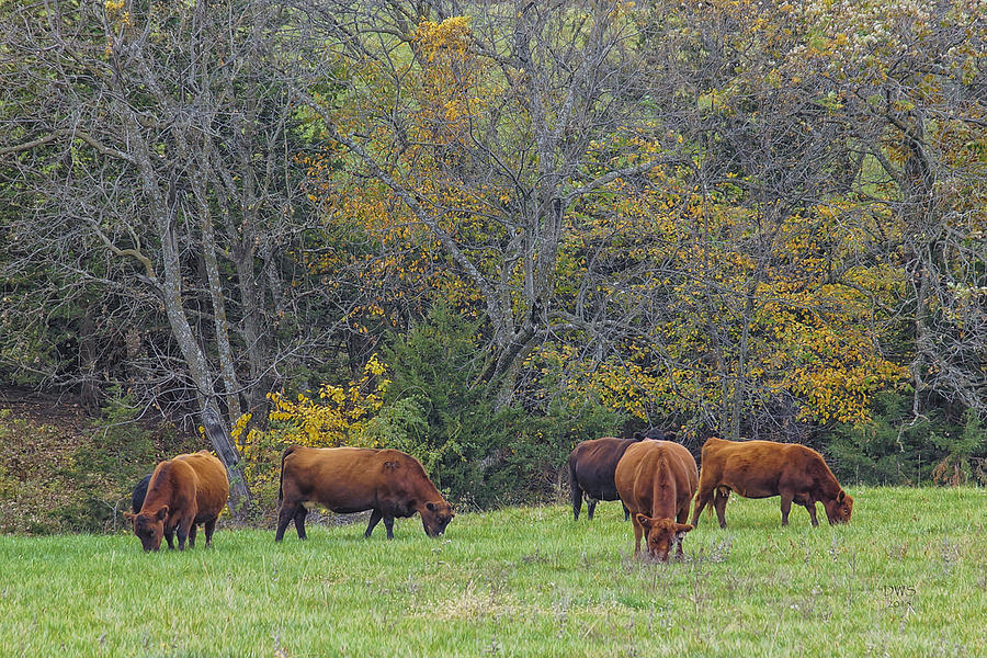 Autumn Pasture by David W Schafer Autumn Pasture by David W Schafer