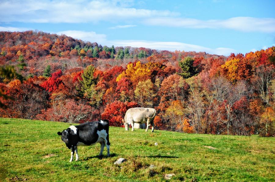 Fall Photograph - Autumn Pastures by Lynn Bauer