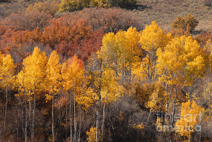 Autumn Photograph - Autumn Patchwork by Dennis Hammer Autumn Photograph - Autumn Patchwork by Dennis Hammer