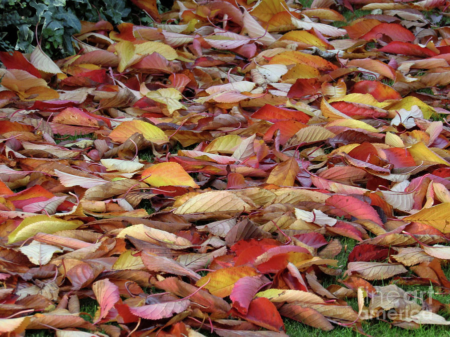Autumn Path 2 Photograph by Kim Tran