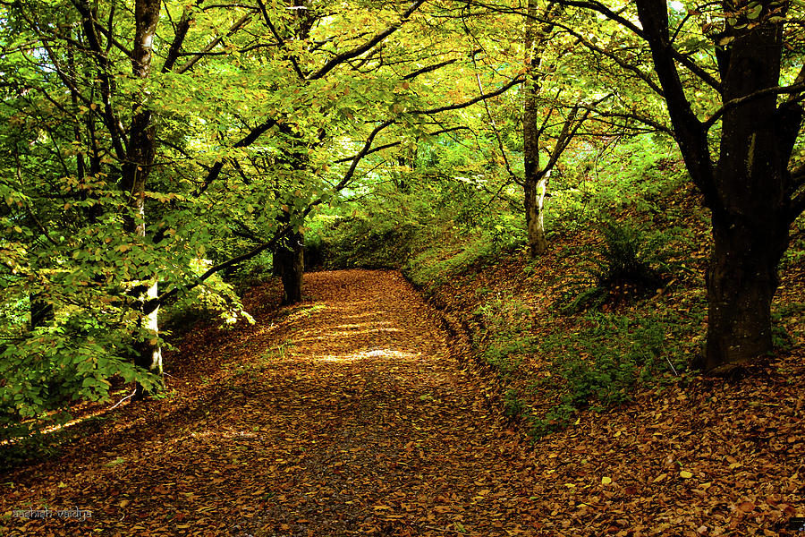 Autumn Path Photograph by Aashish Vaidya