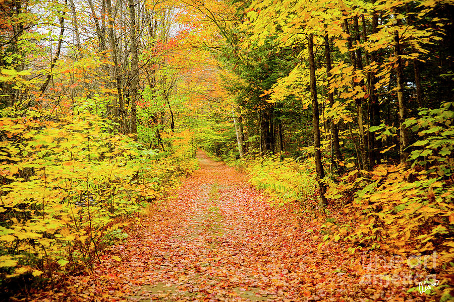 Autumn Path Photograph by Alana Ranney