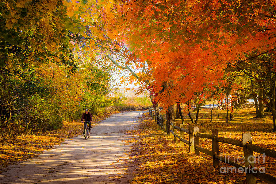 Autumn Path Photograph by Alissa Beth Photography