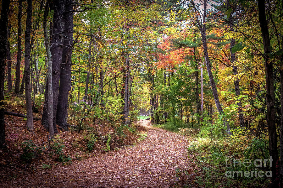 Autumn path Photograph by Claudia M Photography