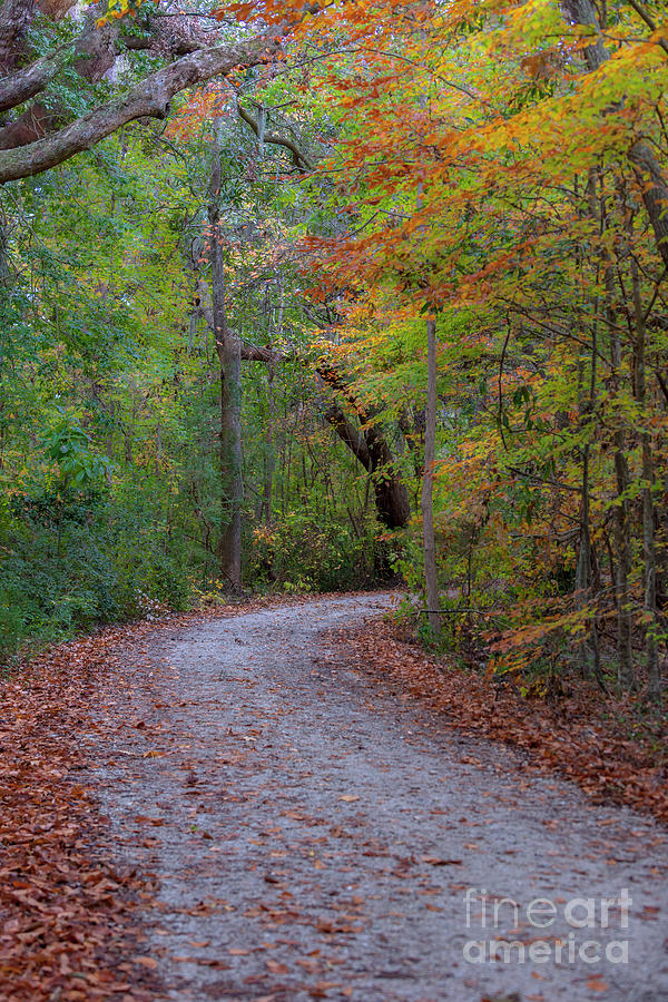 Autumn Path Photograph by Dale Powell