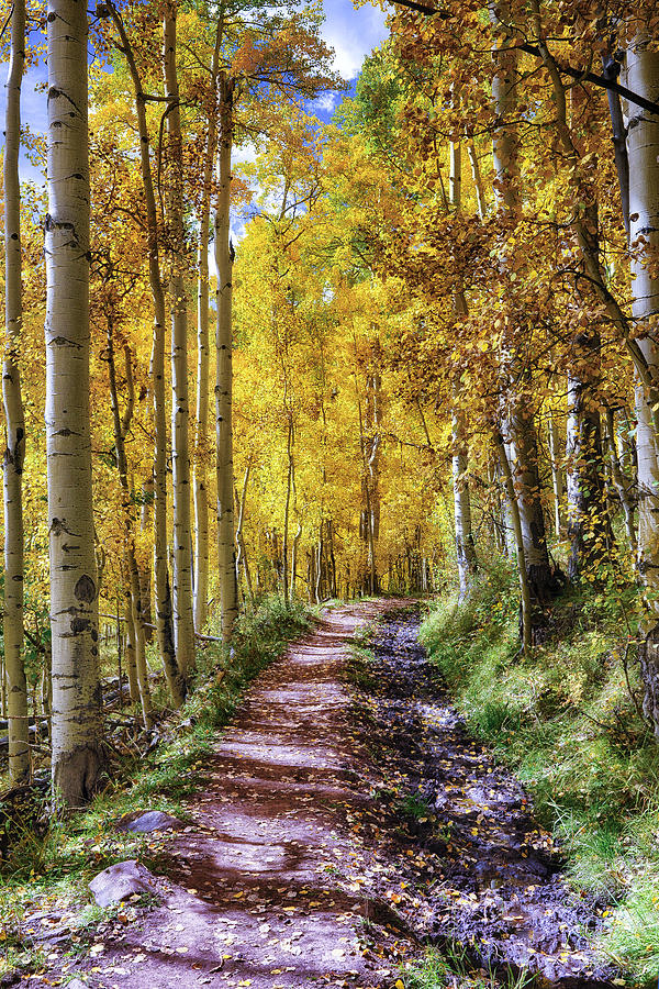 Autumn Path Photograph by David Soldano