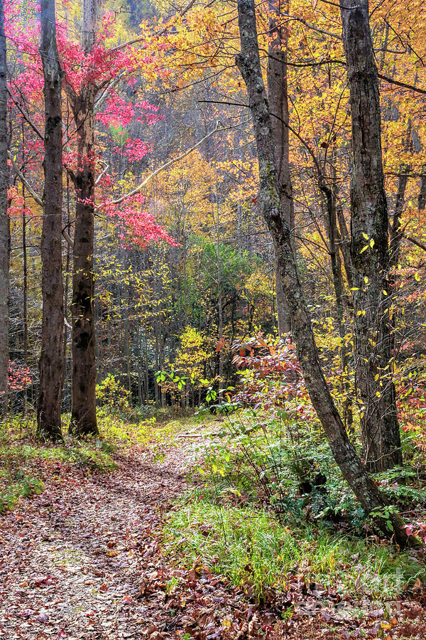 Autumn Path Photograph by Felix Lai