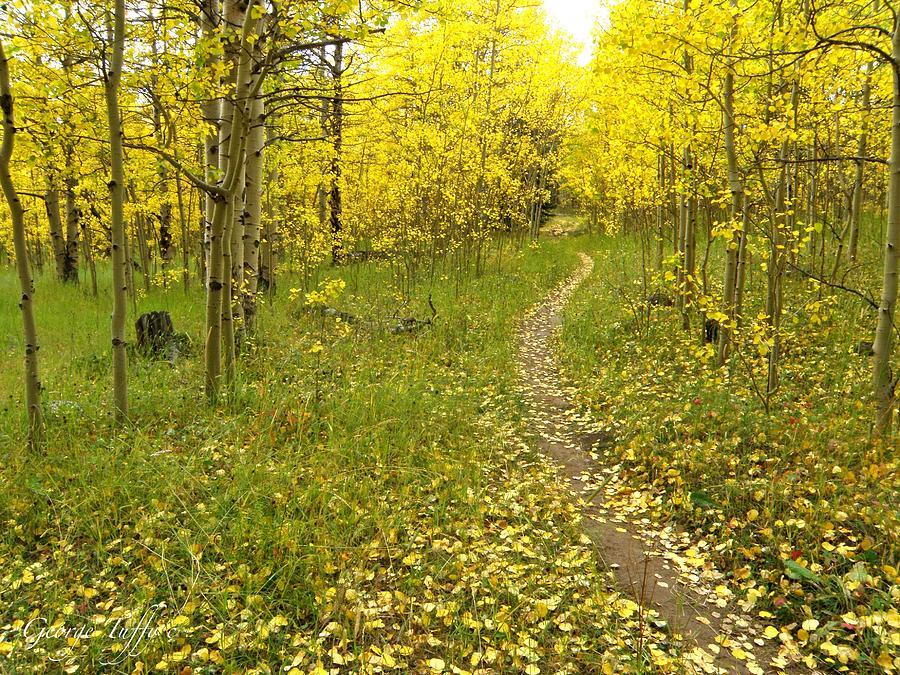 Autumn path Photograph by George Tuffy