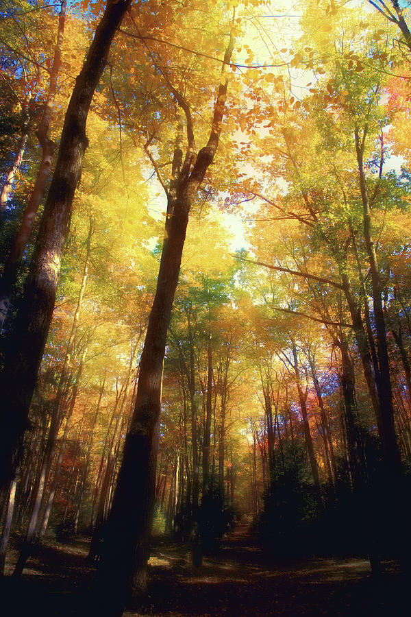 Autumn Path in Deep Wood Photograph by Hugh Smith