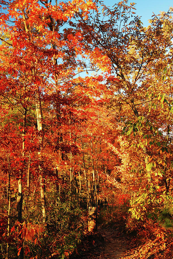 Autumn Path Photograph by James Kirkikis