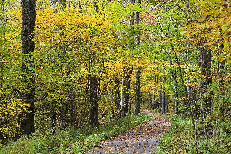Autumn Path Photograph by Jill Lang