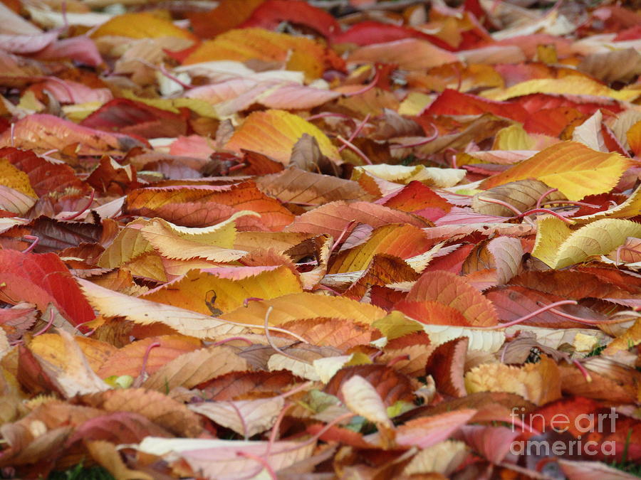 Autumn Path Photograph by Kim Tran