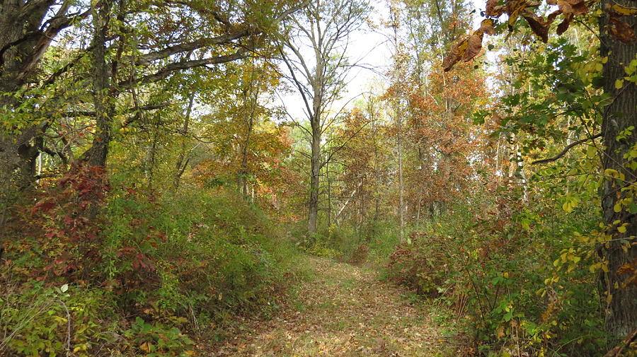 Autumn Path Photograph by Kimberly Mackowski