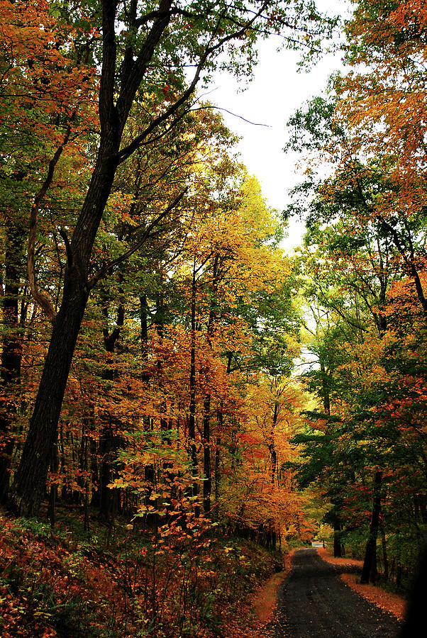Autumn Path Photograph by Lori Tambakis