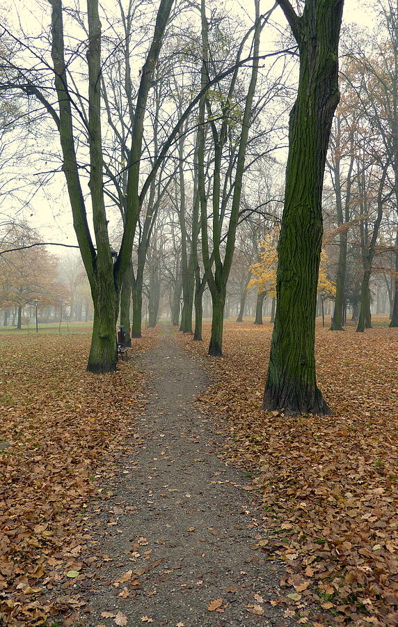 Autumn path Photograph by Lukasz Ryszka