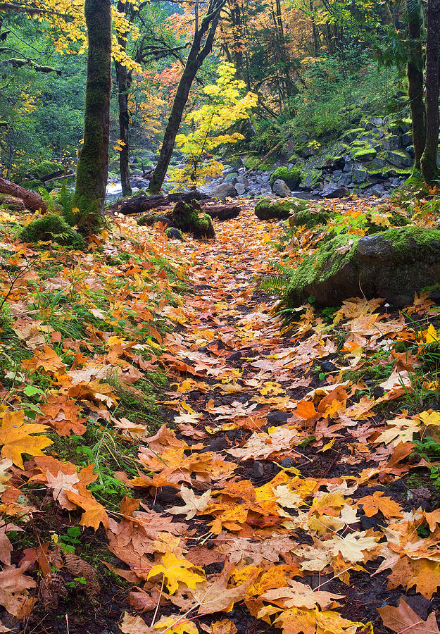Fall Photograph - Autumn Path by Michael Dawson