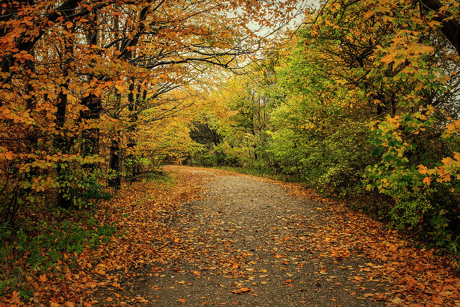 Autumn path Photograph by Mike Santis