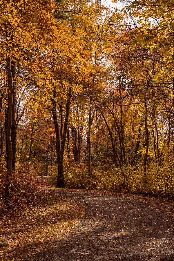 Autumn Golden Path New Jersey Photograph by Terry DeLuco - Fine Art America