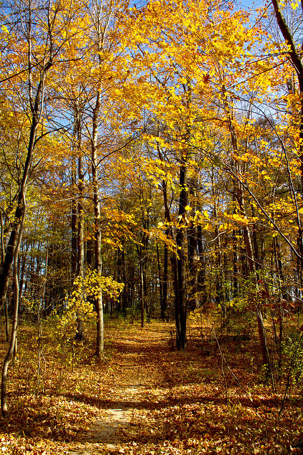 Autumn Path Photograph by Phil Koch