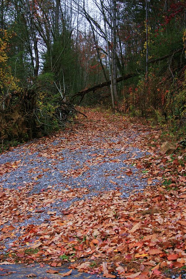 Autumn Path Photograph by Robert Wilder Jr