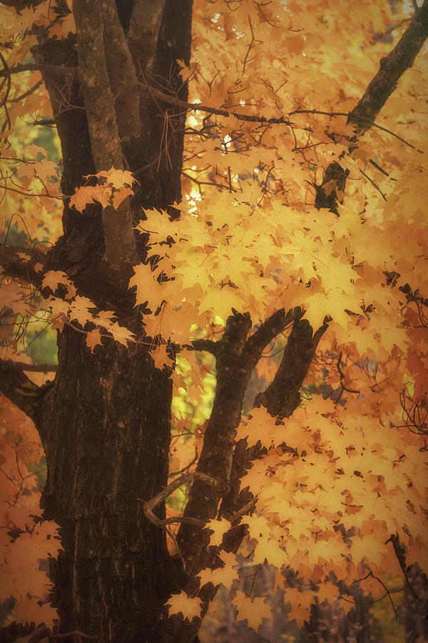 Autumn Path  Photograph by Saija Lehtonen