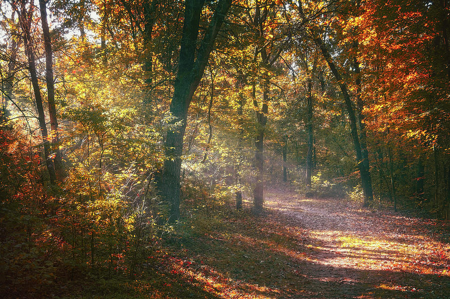 Autumn Photograph - Autumn Path by Scott Norris