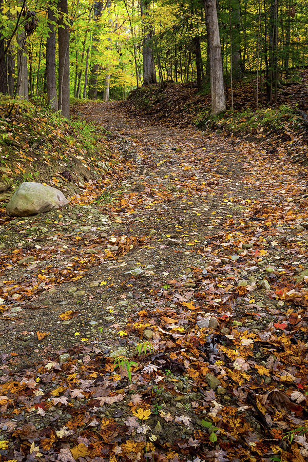 Autumn Pathway Photograph by Dale Kincaid