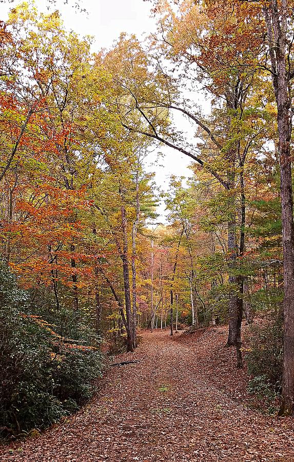 Autumn Pathway Photograph by Joe Duket
