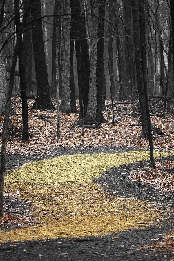 Autumn Pathway Photograph by Scott Heister