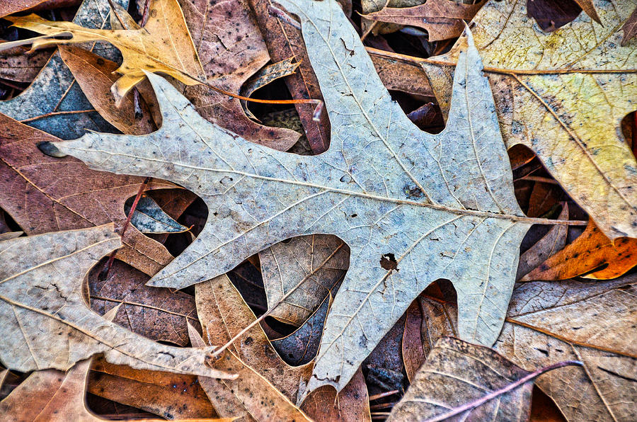 Autumn Patterns Photograph by Linda Brown