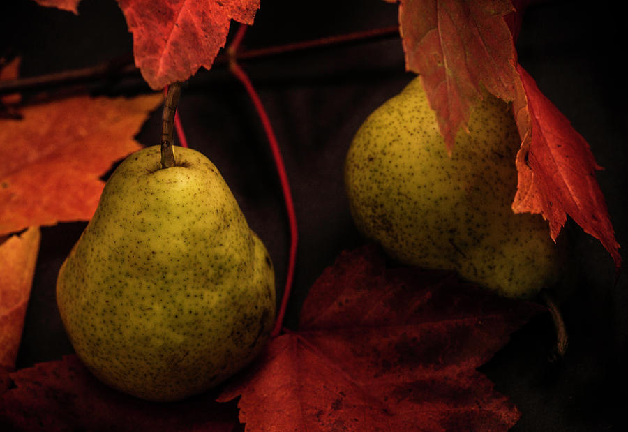 Autumn Pears  Photograph by Maggie Terlecki