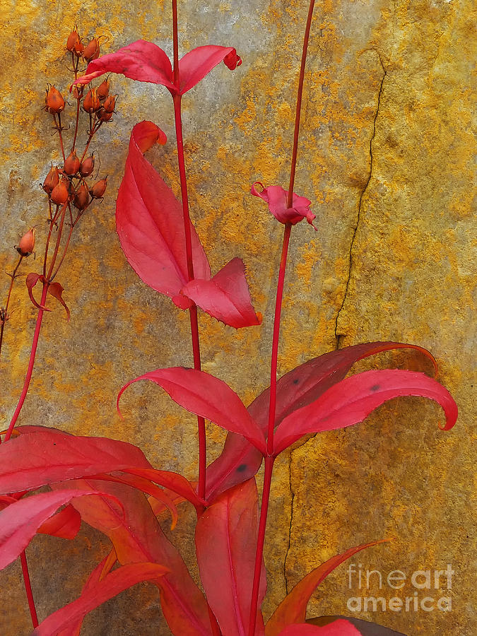 Fall Photograph - Autumn Penstemon by Mike Nellums