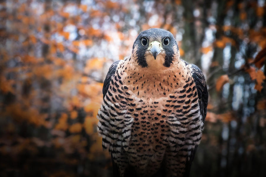 Autumn Peregrine Photograph by Angie Rea