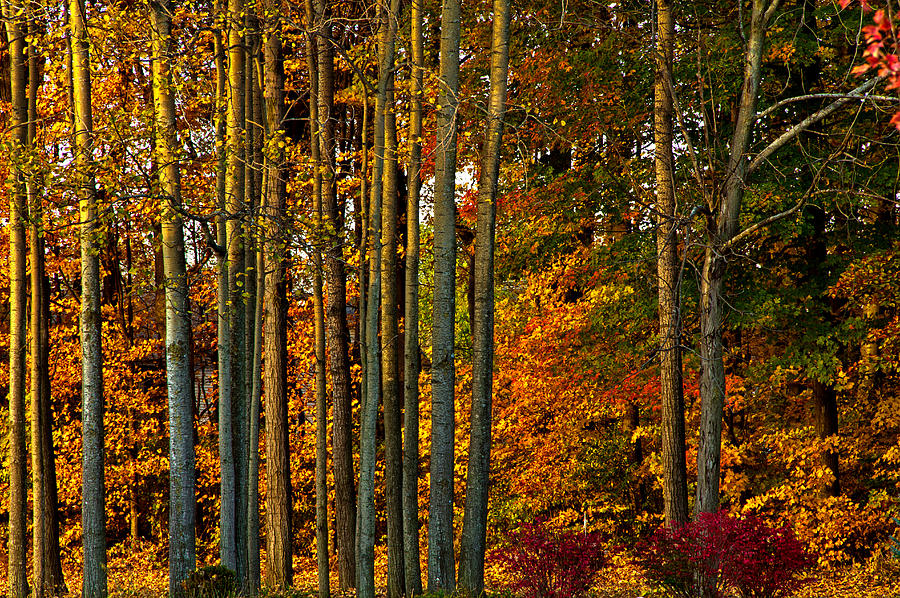 Autumn  Photograph by Phil Koch