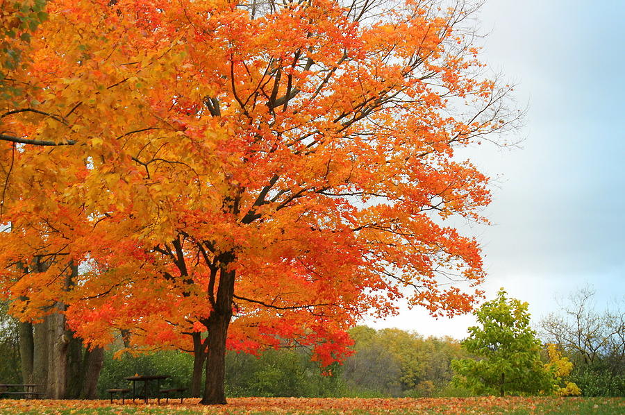 Nature Photograph - Autumn Picnic Memories by Rosanne Jordan