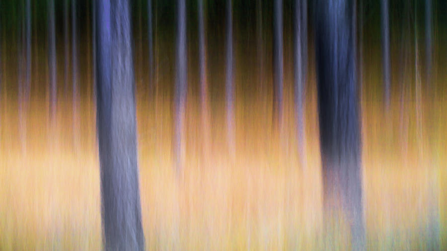 Autumn Pine Forest Abstract Photograph by Dirk Ercken