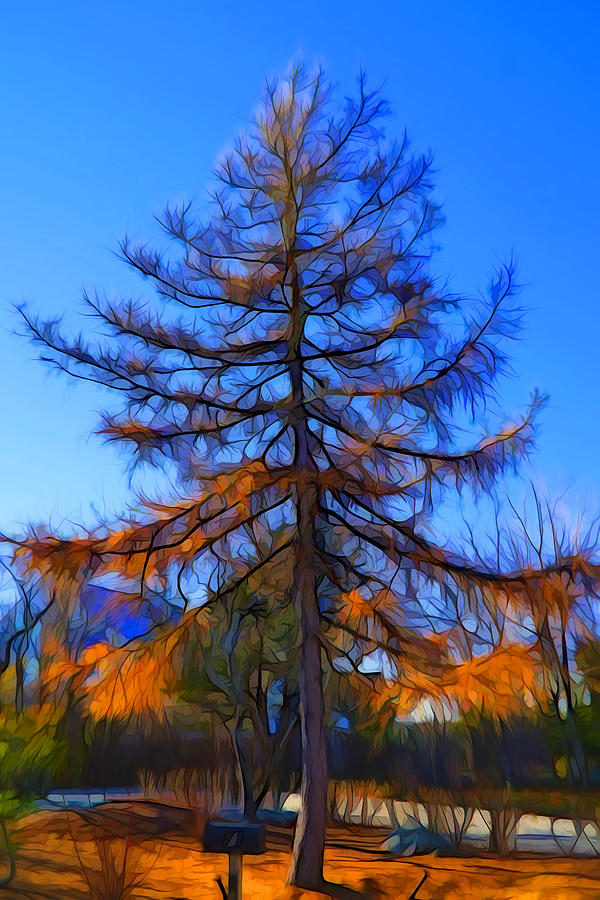 Autumn pine tree Digital Art by Lilia D