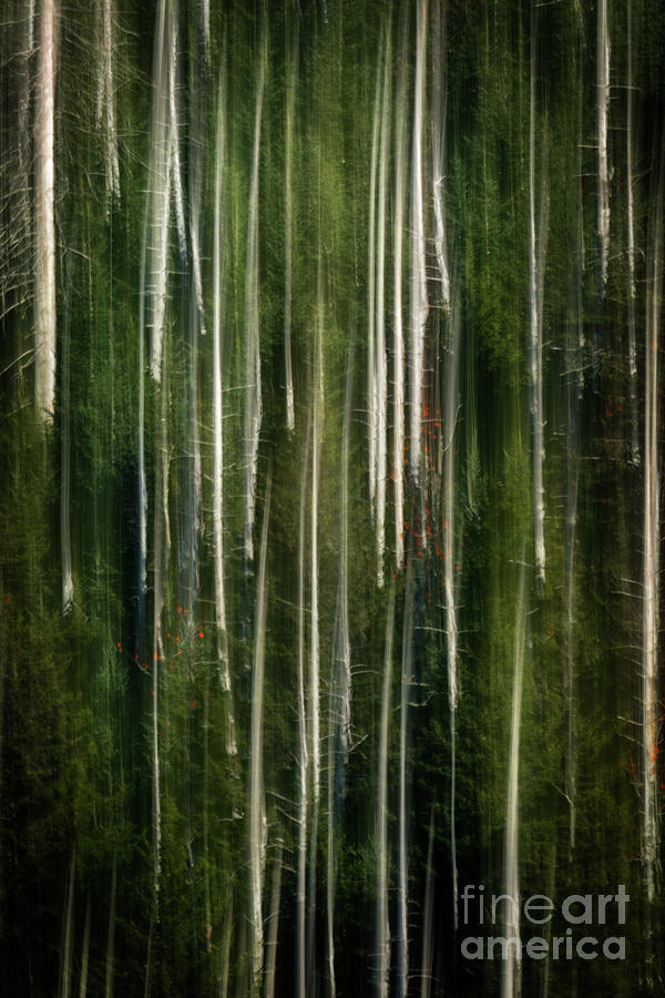 Autumn Pines Photograph by Doug Sturgess