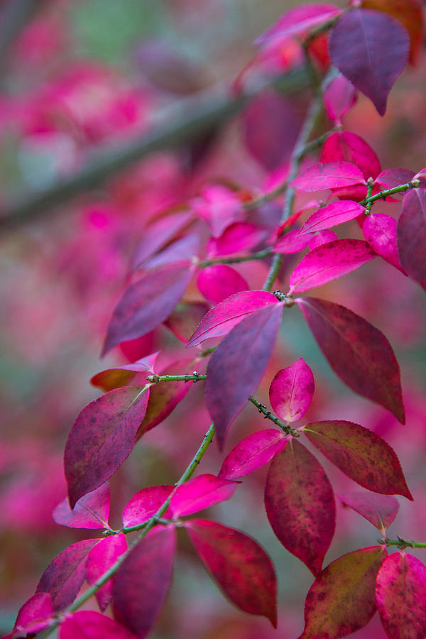 Nature Photograph - Autumn Pink And Purple by Karol Livote