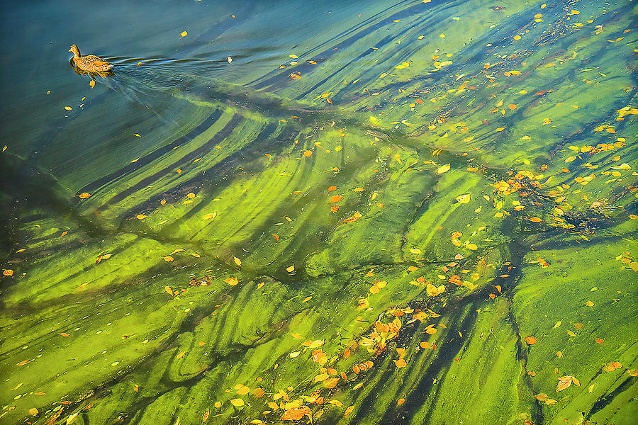 Autumn Pond 2 Photograph