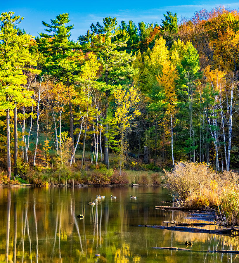 Autumn Pond 3 Photograph by Steve Harrington - Fine Art America