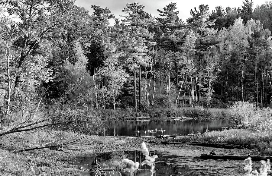 Autumn Pond 5 bw Photograph by Steve Harrington
