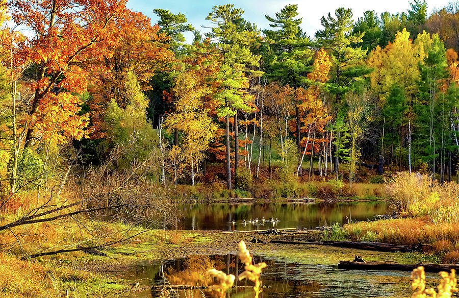 Autumn Pond 5 Photograph by Steve Harrington