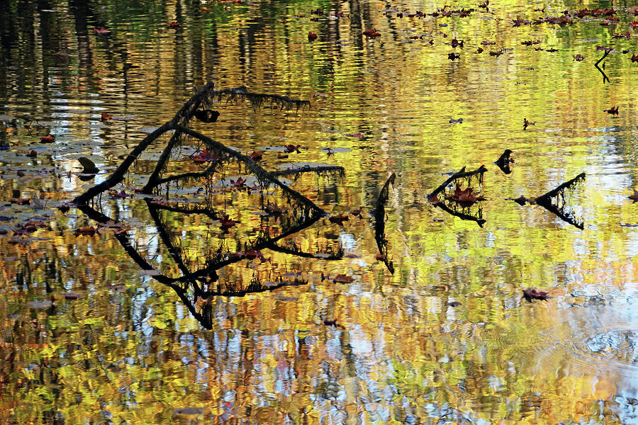 Autumn Pond Abstract Photograph by Debbie Oppermann