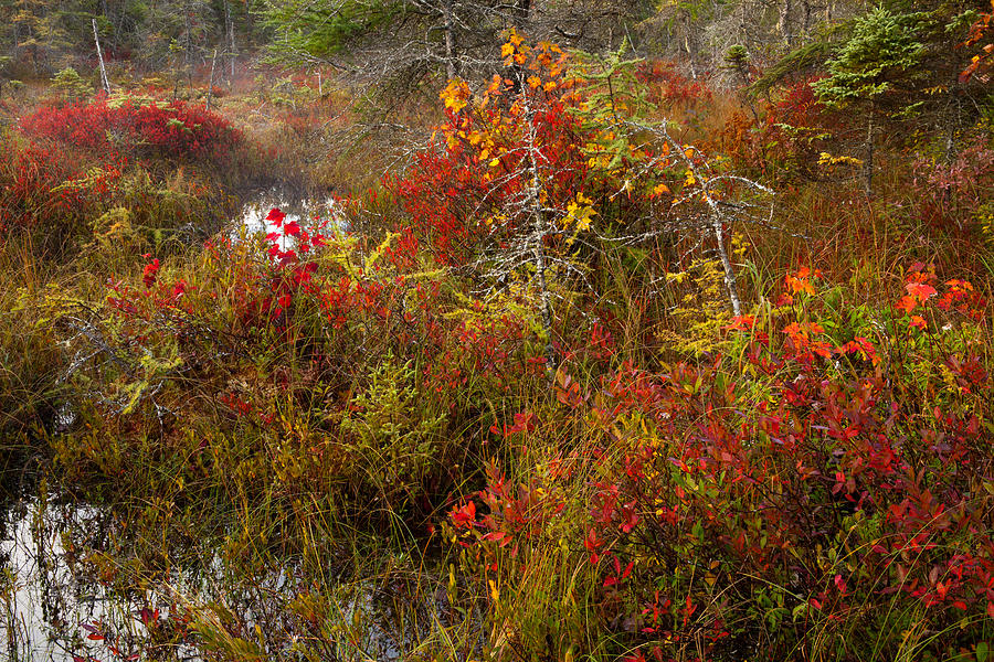Autumn Pond Barrens Photograph by Irwin Barrett