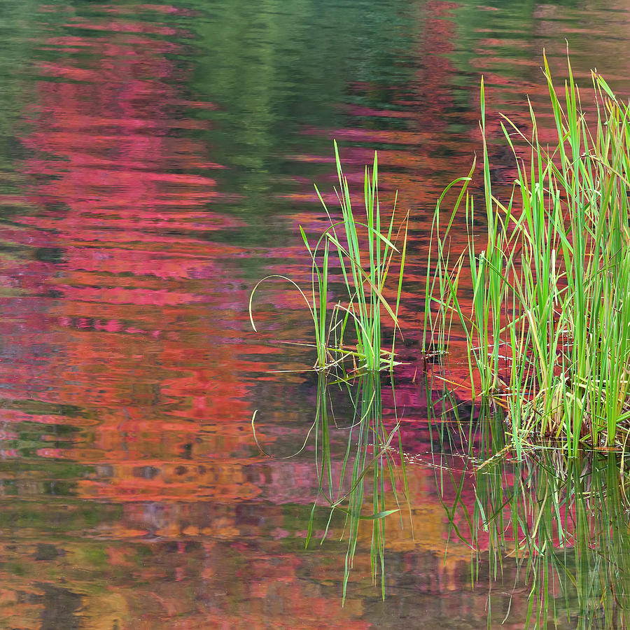 Autumn Pond Colors Photograph by Alan L Graham