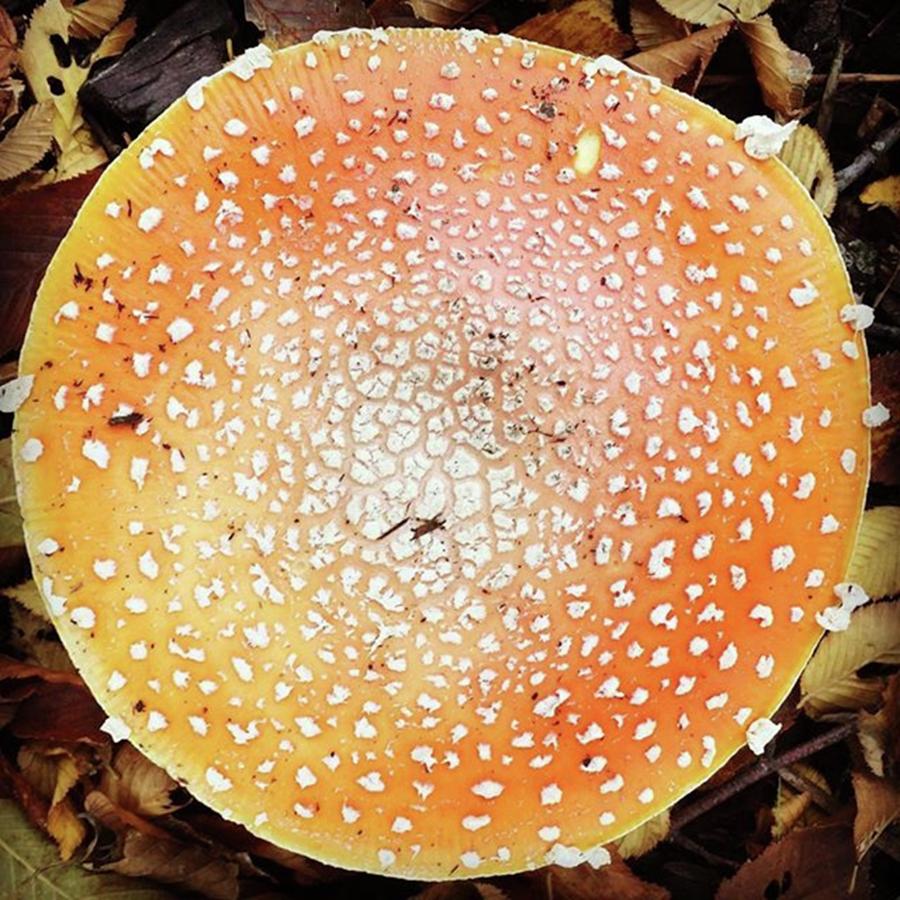 Mushroom Photograph - Autumn Pop-up. #mushroom by Ginger Oppenheimer