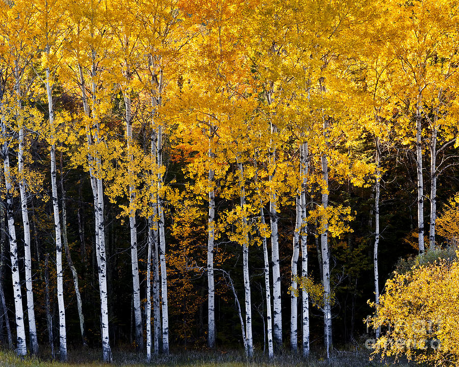 Autumn Poplars Photograph by Alan L Graham