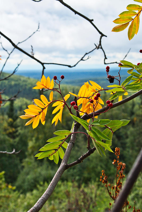 Autumn Preview Mountain Ash Photograph By Cathy Mahnke Fine Art America